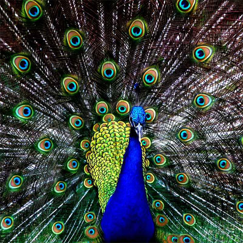 Indian Blue Peacock