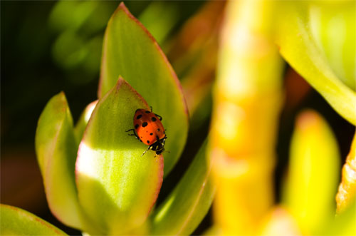 Ladybug in Sunlight wallpaper