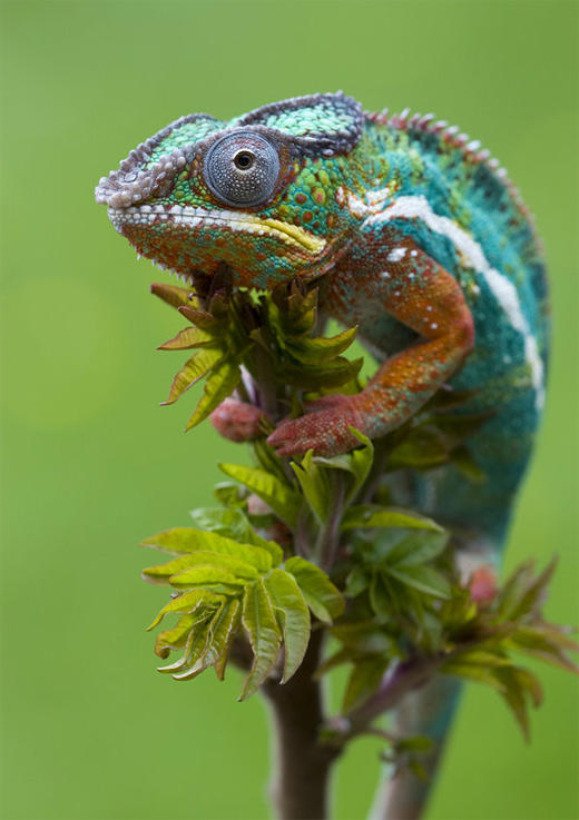 Colorful chameleon photography