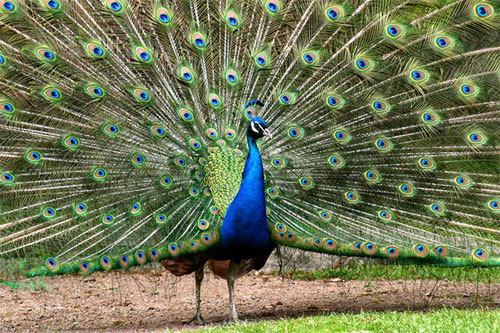 Peacock