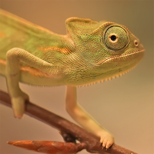 Brown chameleon photography