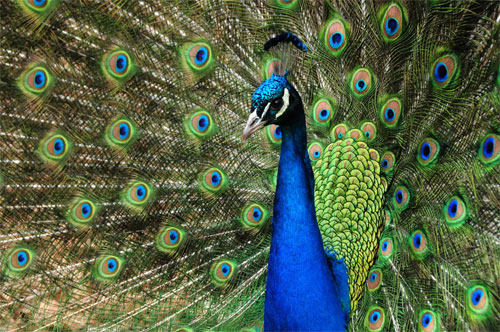 Peacock