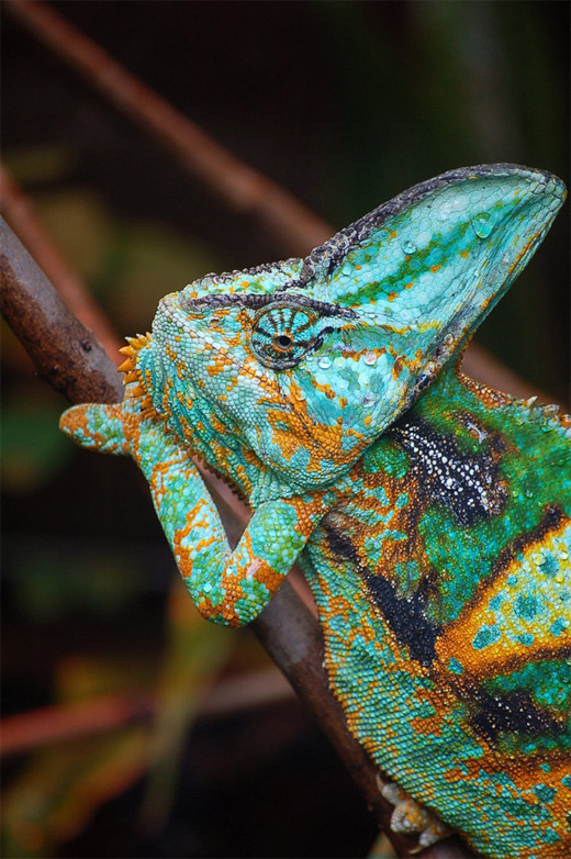Green orange chameleon photography