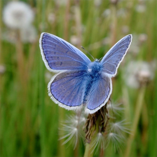 Light blue butterfly photography