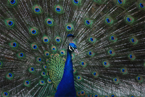 Peacock