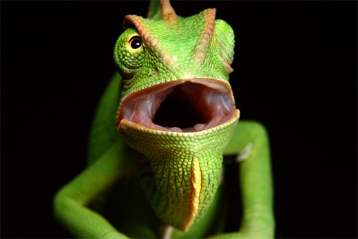 Green open mouth chameleon photography