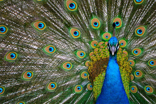 Peacock