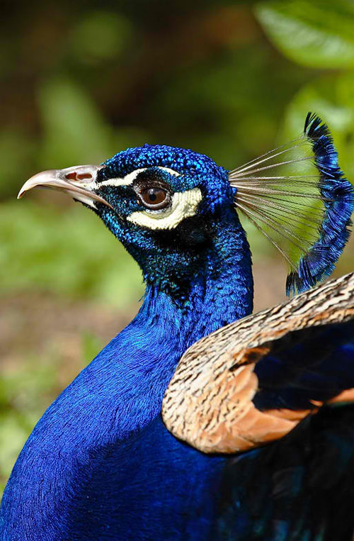 Peacock Portrait