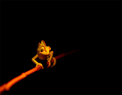 Veiled yellow chameleon photography