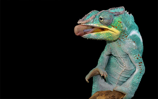 Tongue out chameleon photography