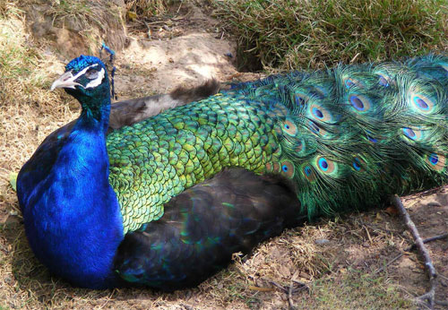 Peacock