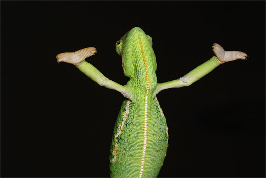 Green posing praising chameleon photography