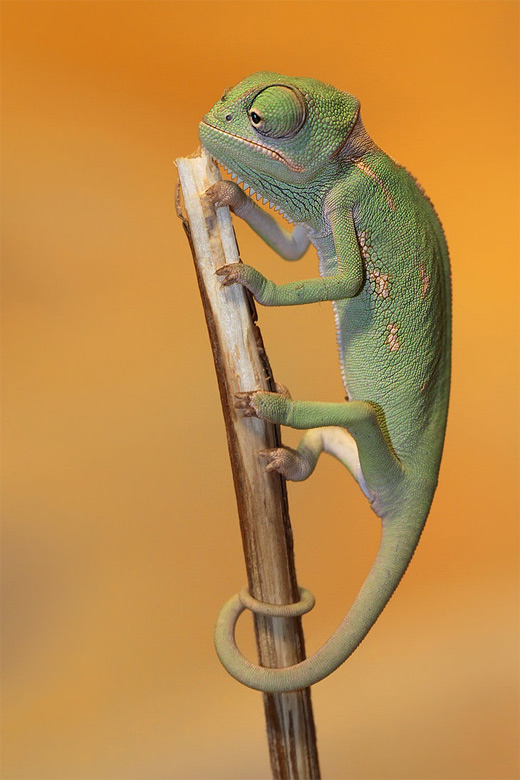 Stick green chameleon photography