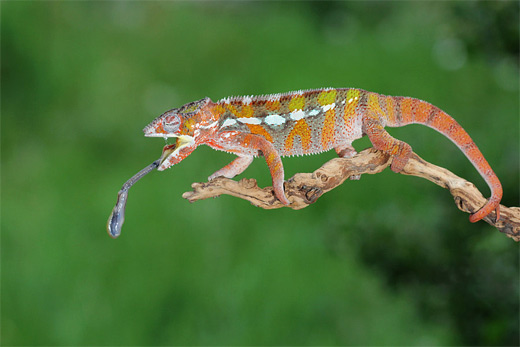 Colorful tongue out chameleon photography