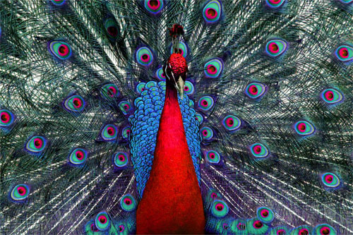 Peacock Tweaked 01