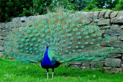 Proud Peacock