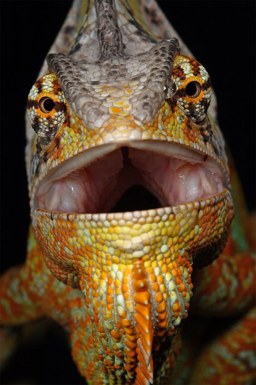 Yellow open mouth chameleon photography