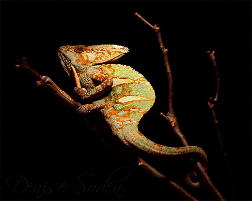 Spotlight chameleon photography