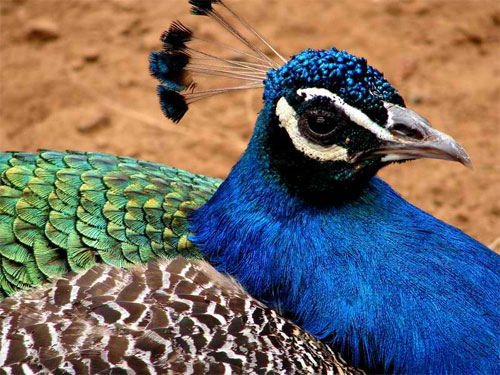 Peacock