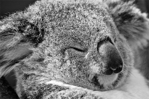 Close up face sleeping koala photography