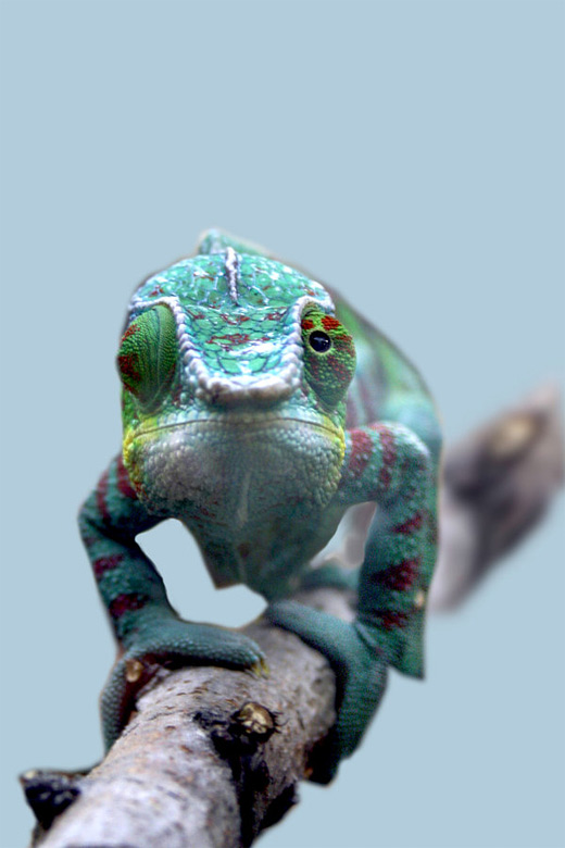 Colorful walking chameleon photography