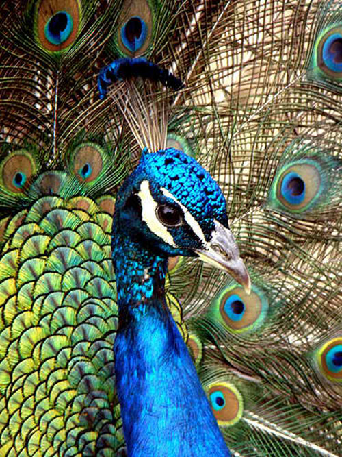 Peacock