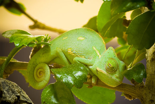 Green sleeping chameleon photography