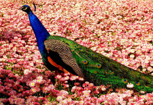 Peacock