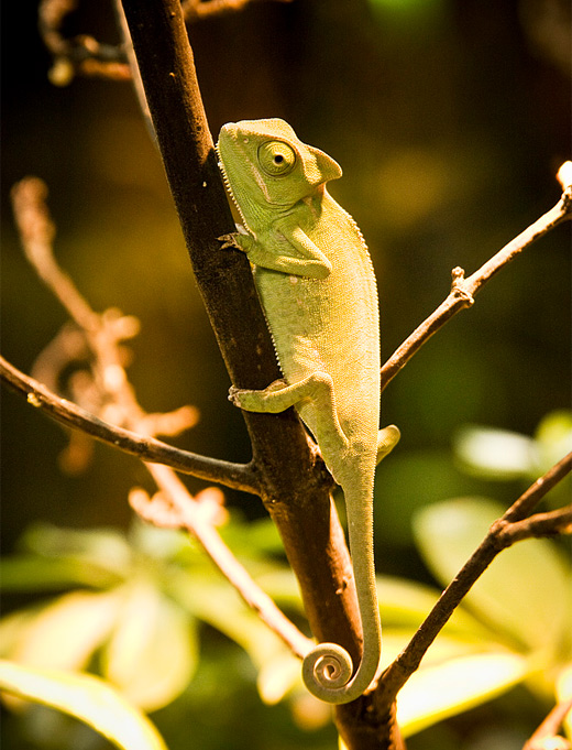 Yellow branch chameleon photography