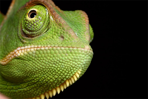 Green close up chameleon photography