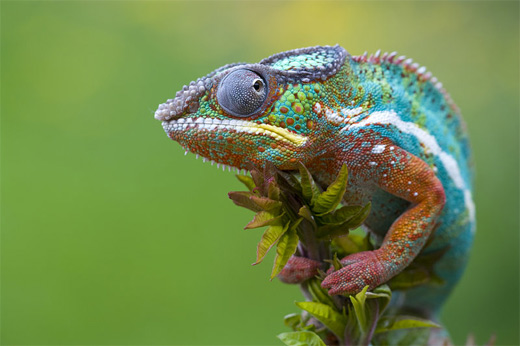 Green close up chameleon photography