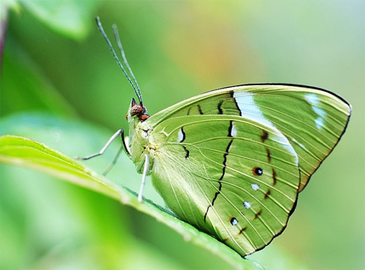 Green butterfly photography