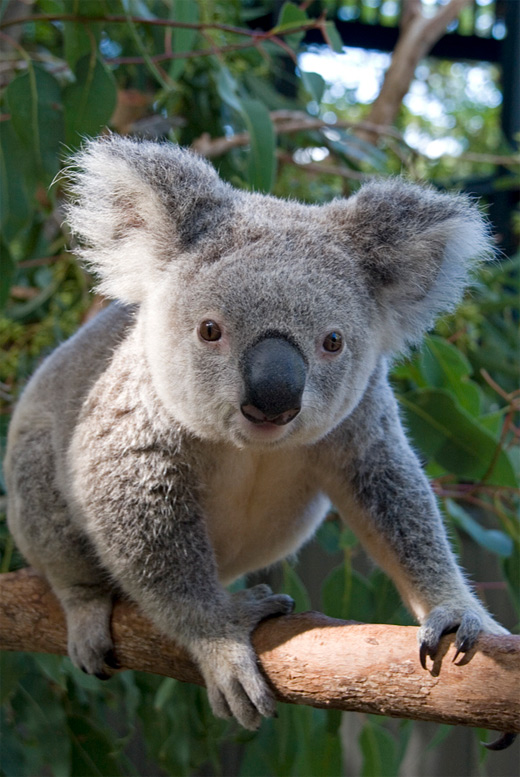Adorable koala photography