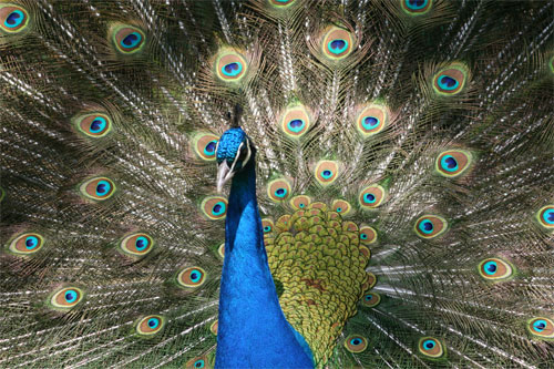 Peacock