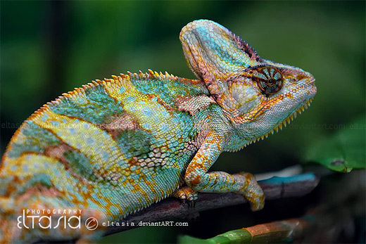 Pretty colors chameleon photography