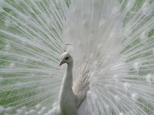 White Peacock - Lake Maggiore