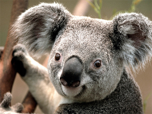 Big ears koala photography