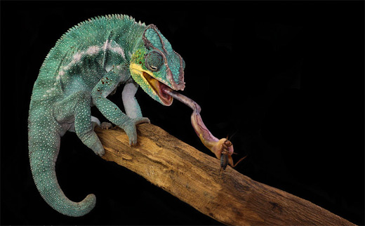 Green eating chameleon photography