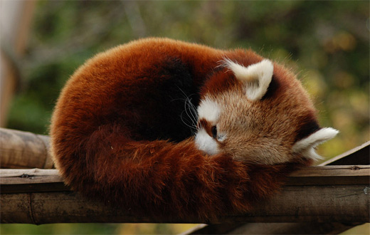Rolled sleeping red panda photography