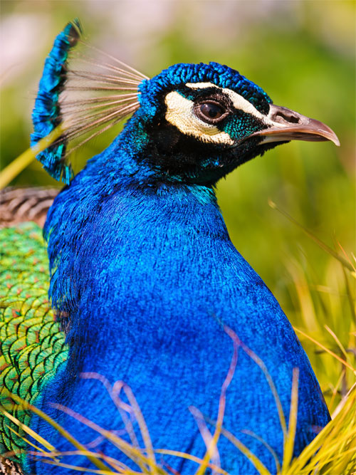 Peacock in the vegetation