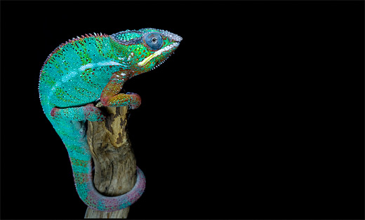 Panther posing chameleon photography