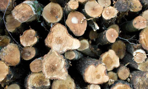 Log texture