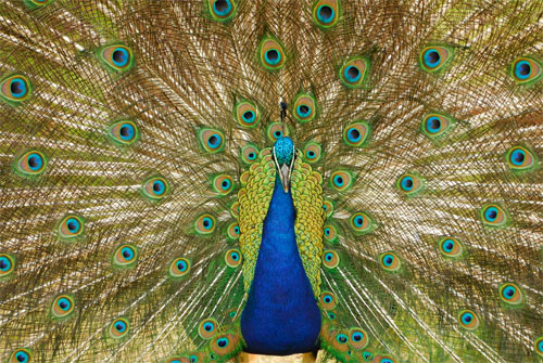 Peacock