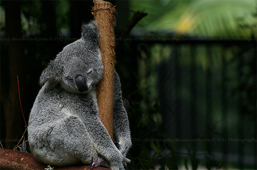 Sleeping hugging tree koala photography