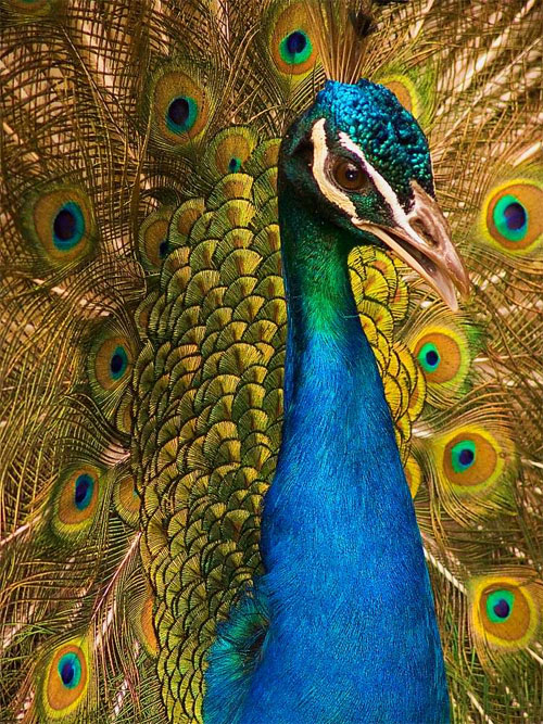 Portrait of a Peacock
