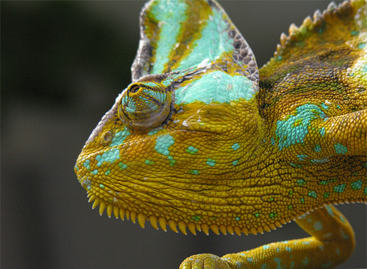 Yellow chameleon photography