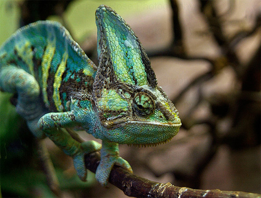 Blue green chameleon photography