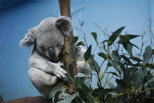 Tongue out sleeping koala photography