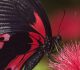 40 Beautiful Butterfly Photography For Inspiration