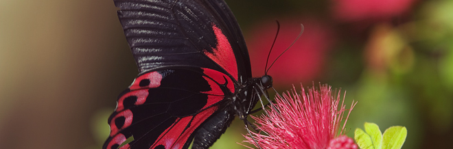 40 Beautiful Butterfly Photography For Inspiration